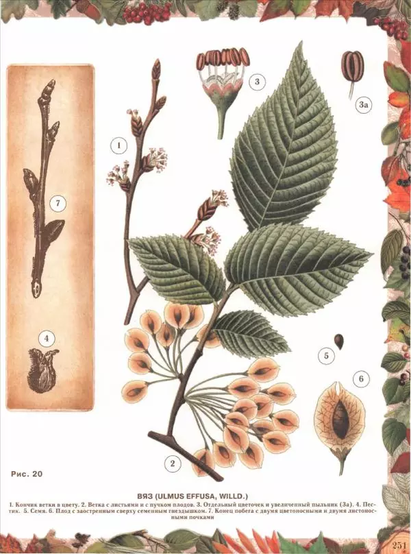 Дмитрий Кайгородов - Беседы о русском лесе - Страница № 251