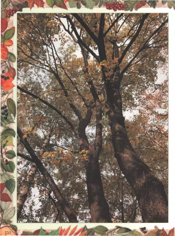 Дмитрий Кайгородов - Беседы о русском лесе - Страница № 252