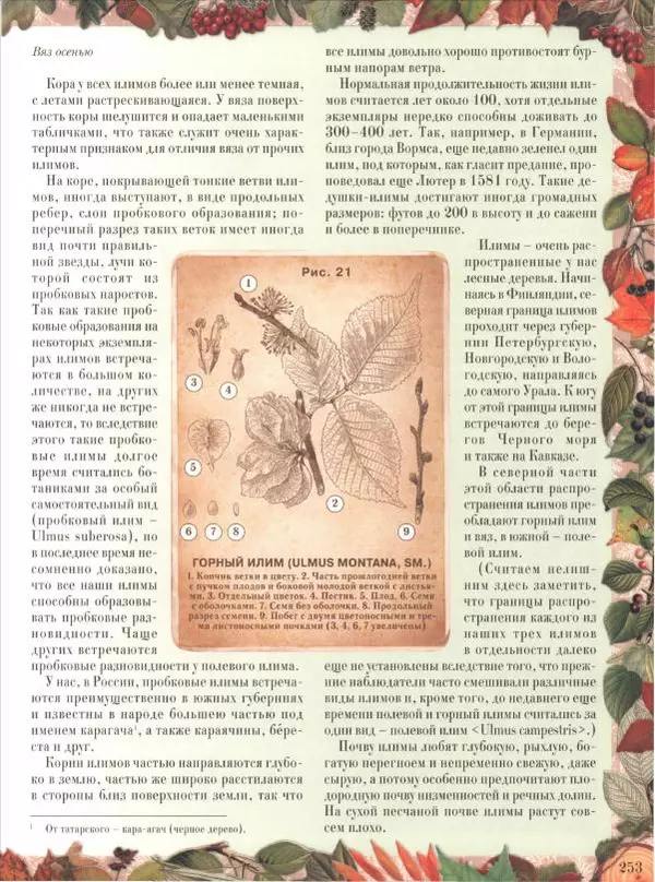 Дмитрий Кайгородов - Беседы о русском лесе - Страница № 253