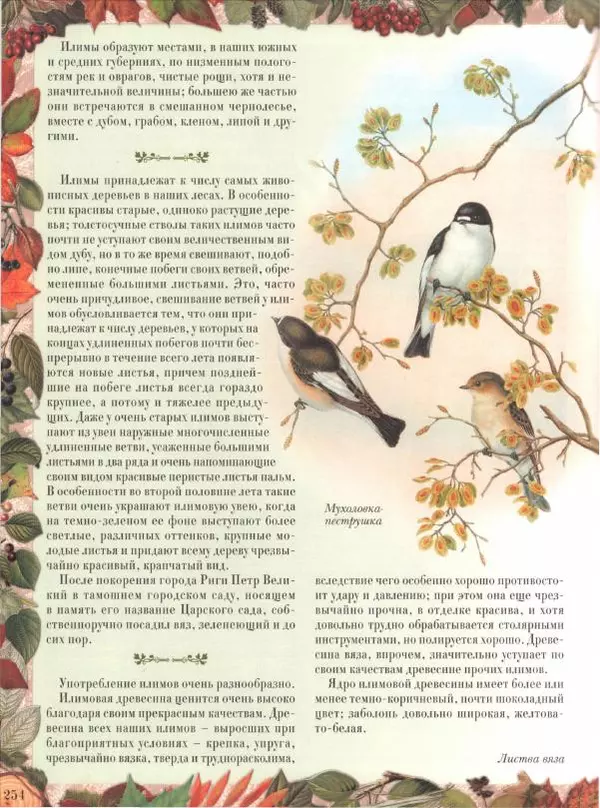 Дмитрий Кайгородов - Беседы о русском лесе - Страница № 254