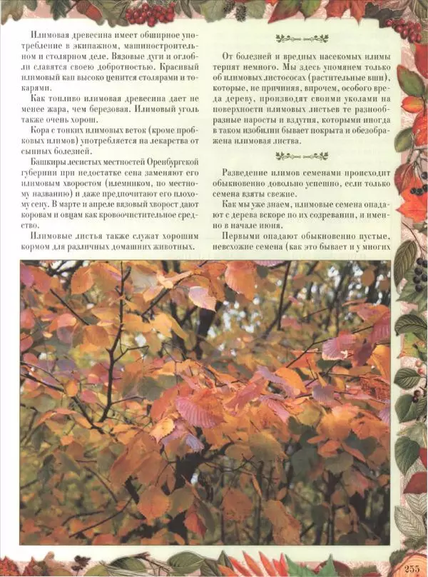 Дмитрий Кайгородов - Беседы о русском лесе - Страница № 255