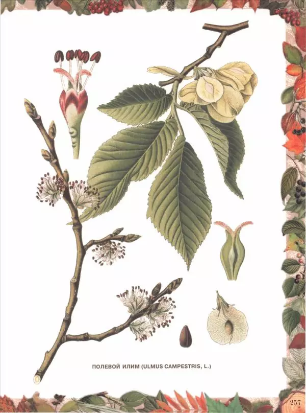 Дмитрий Кайгородов - Беседы о русском лесе - Страница № 257