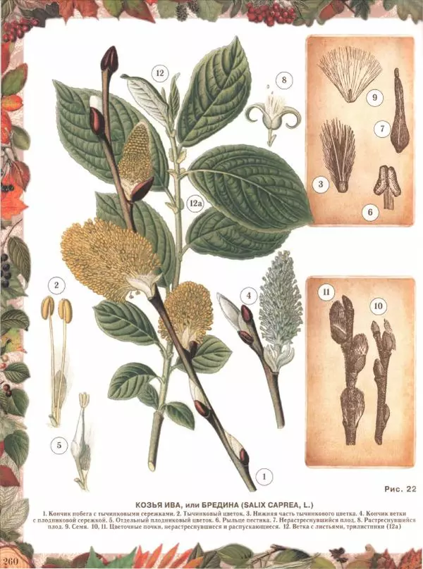 Дмитрий Кайгородов - Беседы о русском лесе - Страница № 260