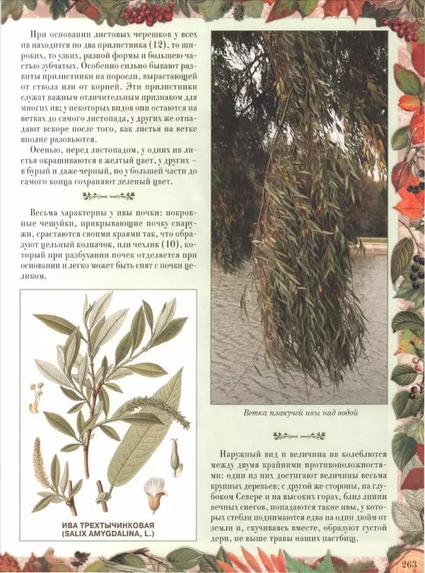 Дмитрий Кайгородов - Беседы о русском лесе - Страница № 263