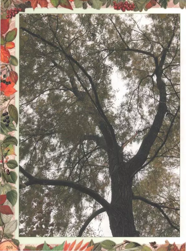 Дмитрий Кайгородов - Беседы о русском лесе - Страница № 266