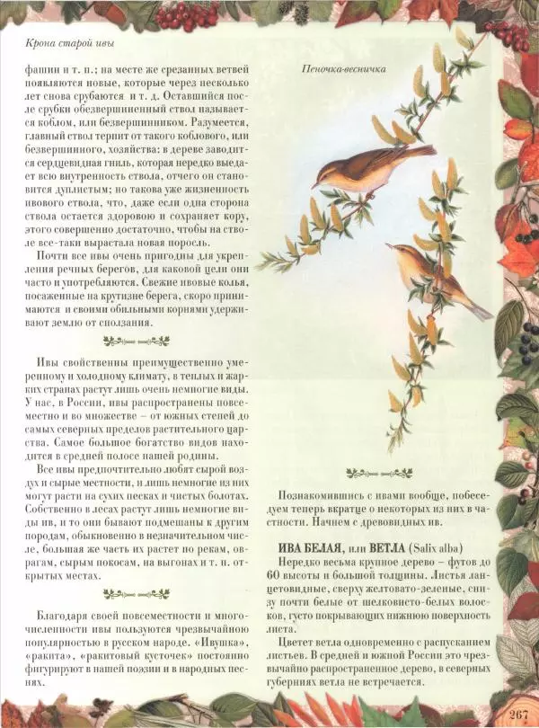 Дмитрий Кайгородов - Беседы о русском лесе - Страница № 267