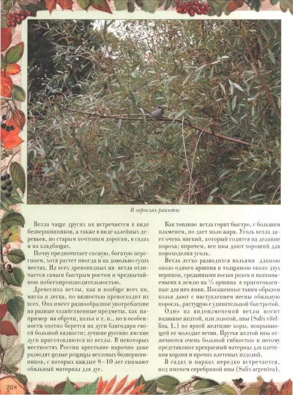 Дмитрий Кайгородов - Беседы о русском лесе - Страница № 268