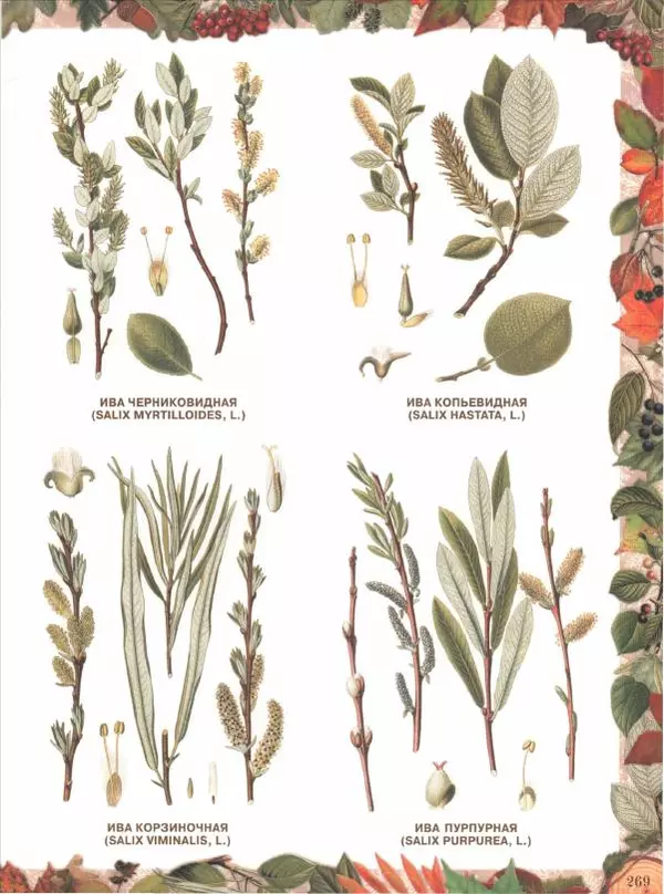 Дмитрий Кайгородов - Беседы о русском лесе - Страница № 269