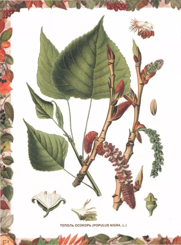 Дмитрий Кайгородов - Беседы о русском лесе - Страница № 274