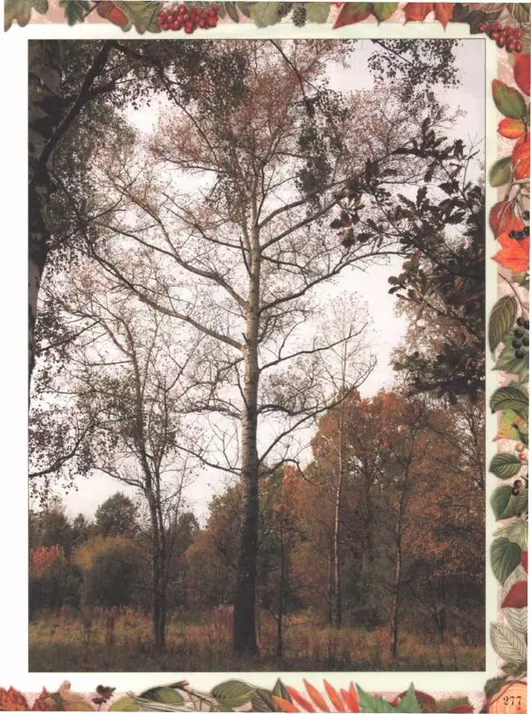 Дмитрий Кайгородов - Беседы о русском лесе - Страница № 277