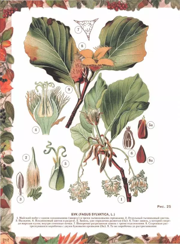 Дмитрий Кайгородов - Беседы о русском лесе - Страница № 282