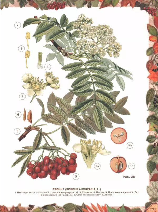 Дмитрий Кайгородов - Беседы о русском лесе - Страница № 291