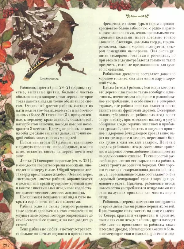 Дмитрий Кайгородов - Беседы о русском лесе - Страница № 292