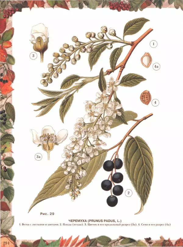 Дмитрий Кайгородов - Беседы о русском лесе - Страница № 294