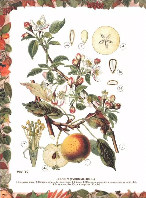 Дмитрий Кайгородов - Беседы о русском лесе - Страница № 296