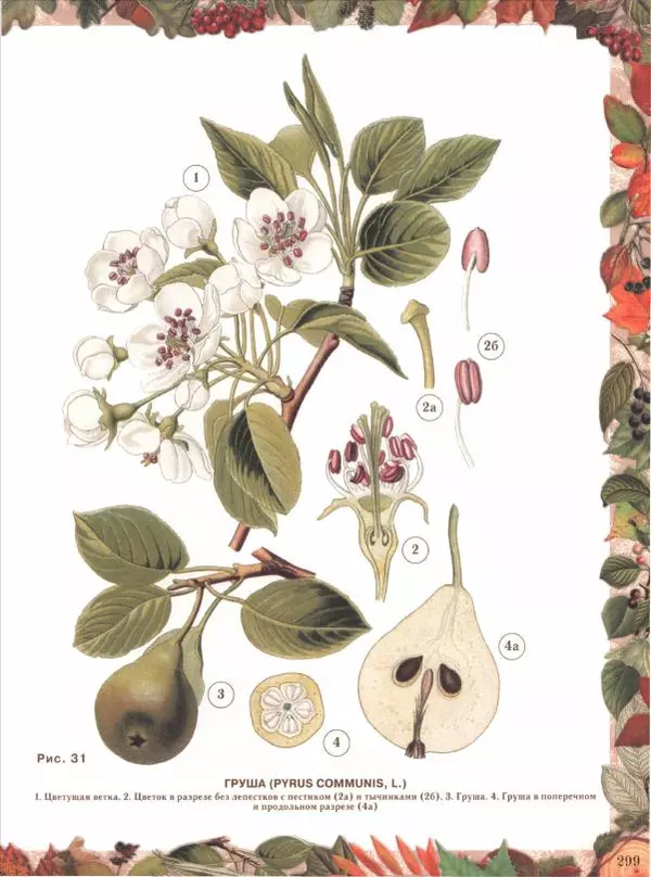 Дмитрий Кайгородов - Беседы о русском лесе - Страница № 299