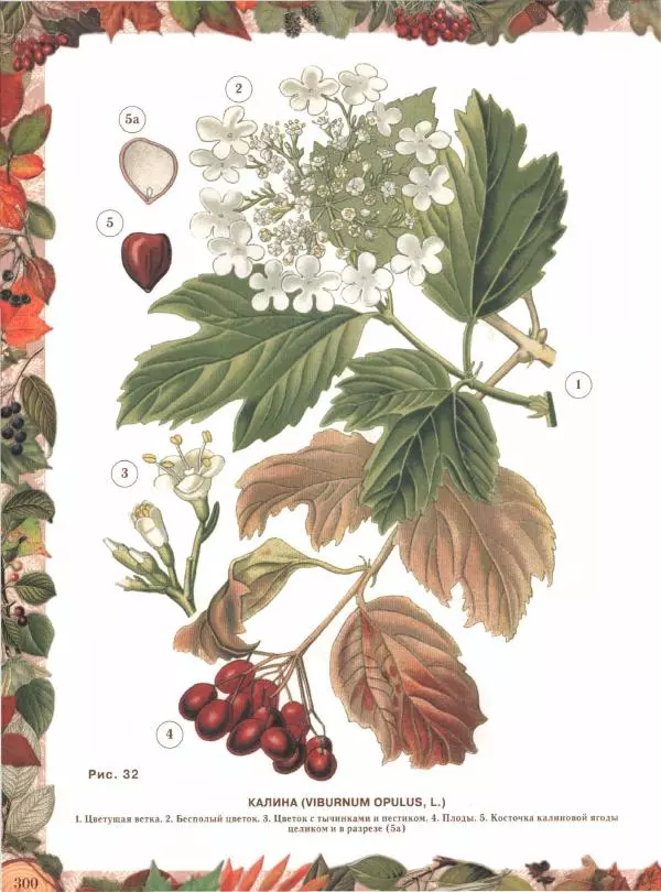 Дмитрий Кайгородов - Беседы о русском лесе - Страница № 300