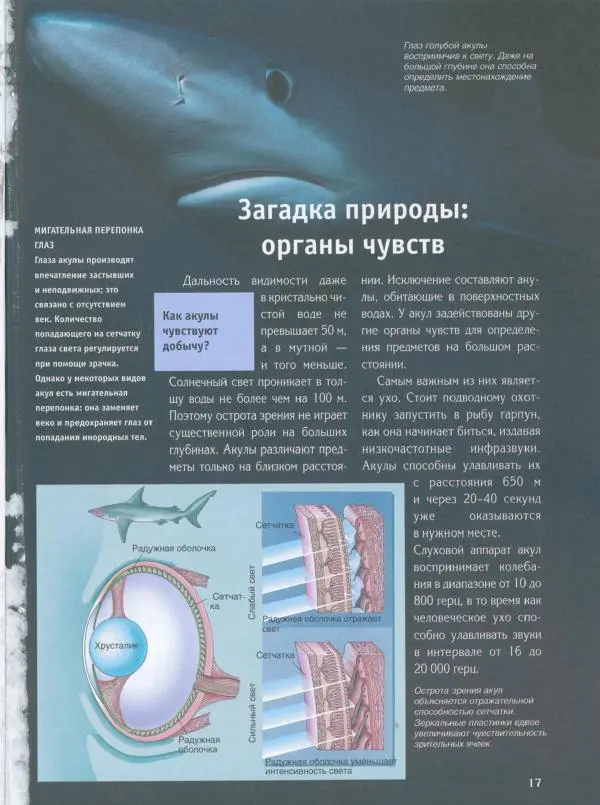 Витус Дрешер - Акулы и скаты - Страница № 22