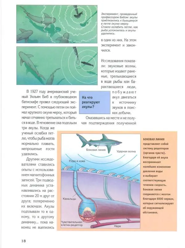 Витус Дрешер - Акулы и скаты - Страница № 23