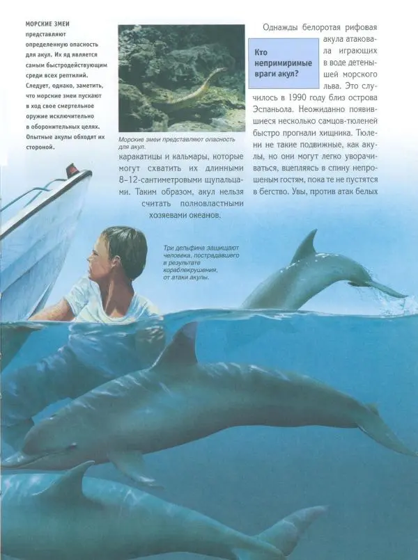 Витус Дрешер - Акулы и скаты - Страница № 32
