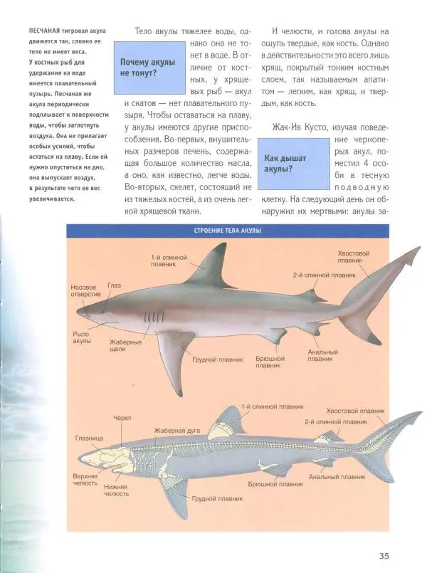 Витус Дрешер - Акулы и скаты - Страница № 40