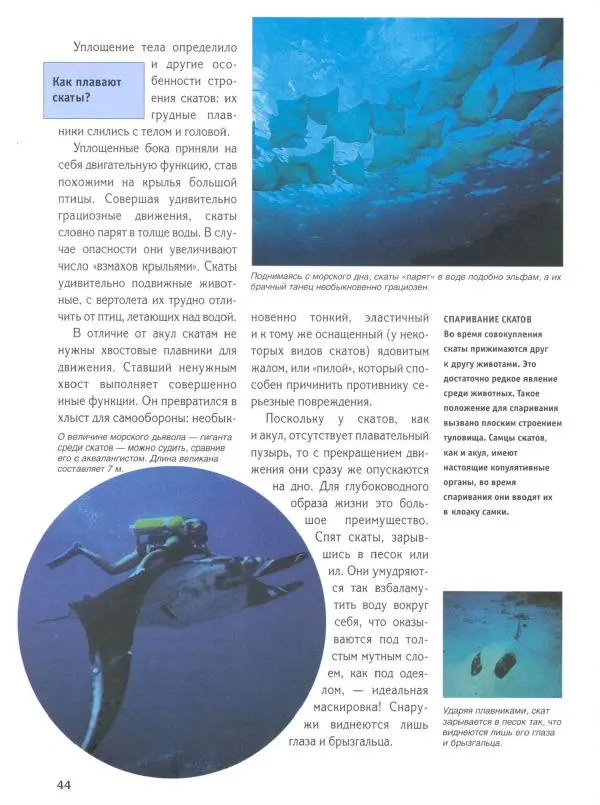 Витус Дрешер - Акулы и скаты - Страница № 49