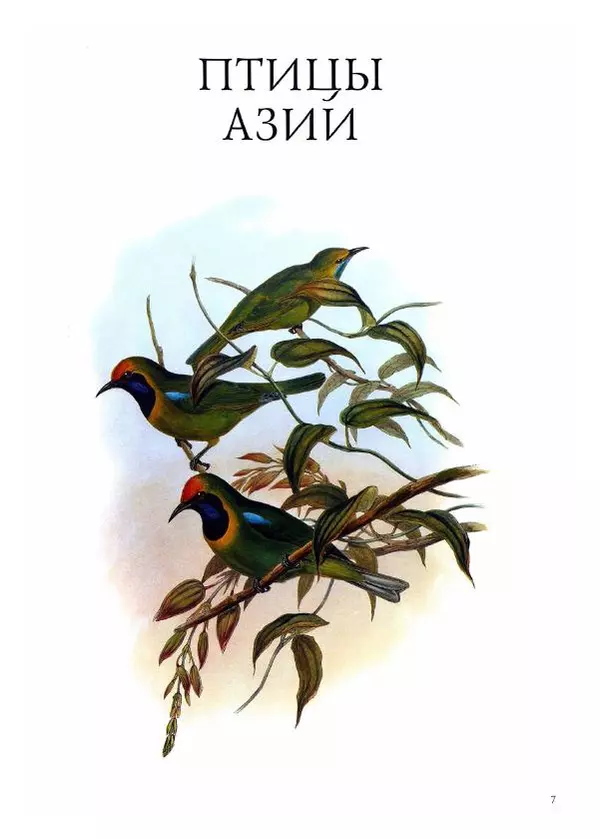 Джон Гульд - Птицы Азии - Страница № 9