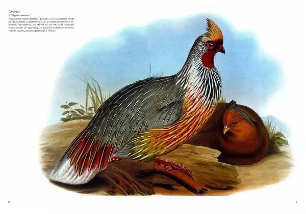 Джон Гульд - Птицы Азии - Страница № 11