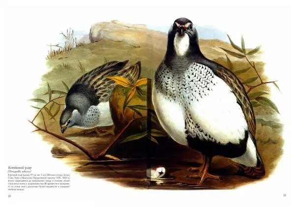 Джон Гульд - Птицы Азии - Страница № 23