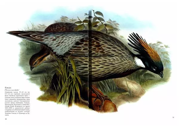 Джон Гульд - Птицы Азии - Страница № 41