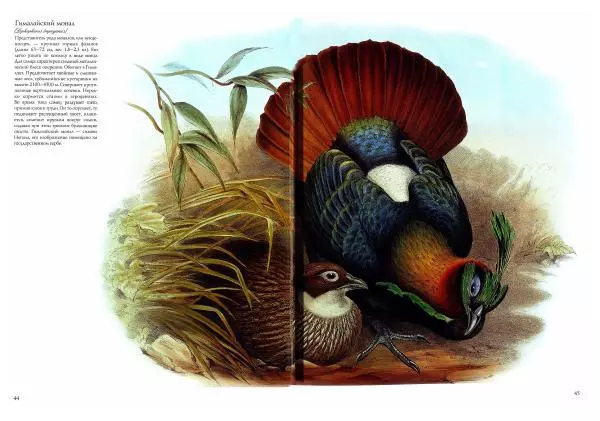 Джон Гульд - Птицы Азии - Страница № 46