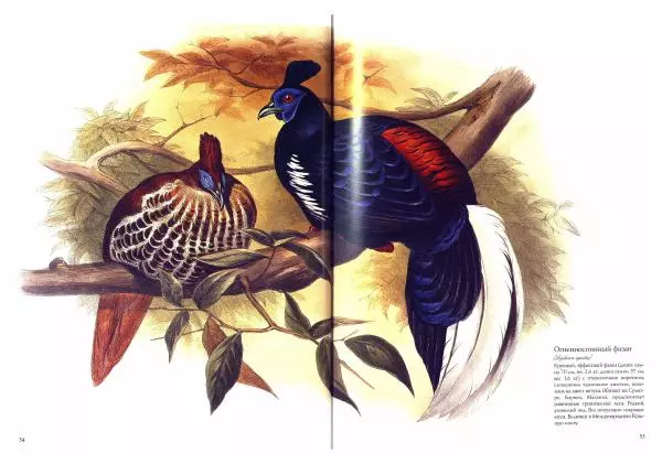 Джон Гульд - Птицы Азии - Страница № 56