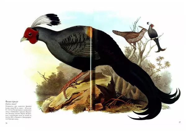 Джон Гульд - Птицы Азии - Страница № 58