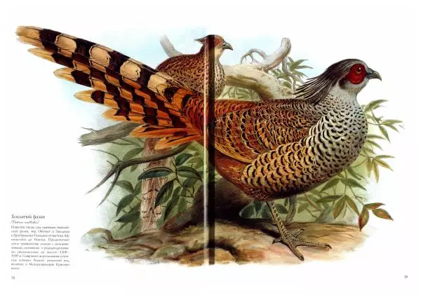 Джон Гульд - Птицы Азии - Страница № 61