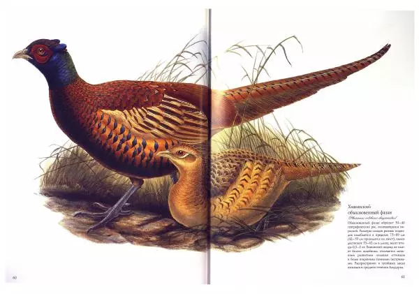 Джон Гульд - Птицы Азии - Страница № 62