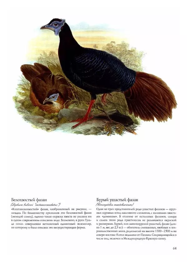 Джон Гульд - Птицы Азии - Страница № 66