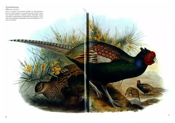 Джон Гульд - Птицы Азии - Страница № 69