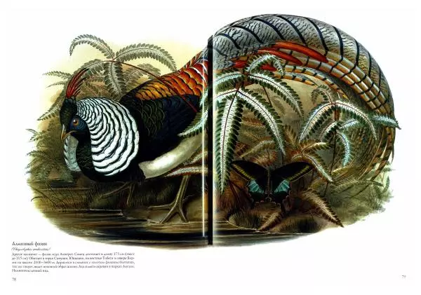 Джон Гульд - Птицы Азии - Страница № 81