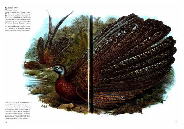 Джон Гульд - Птицы Азии - Страница № 82