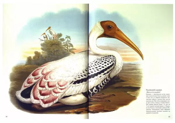 Джон Гульд - Птицы Азии - Страница № 91