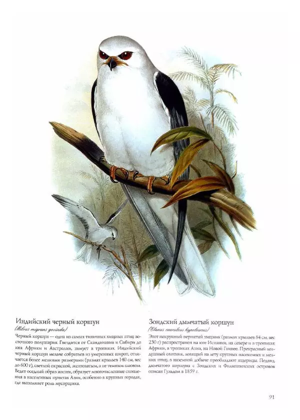 Джон Гульд - Птицы Азии - Страница № 93