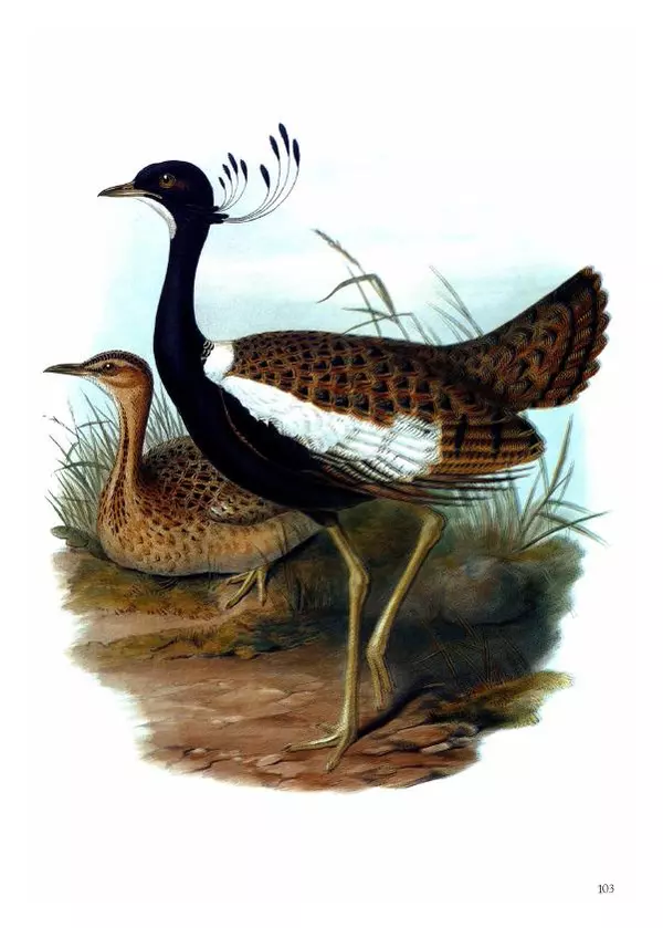 Джон Гульд - Птицы Азии - Страница № 105
