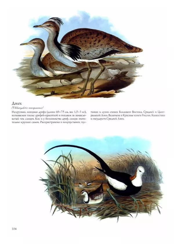 Джон Гульд - Птицы Азии - Страница № 106
