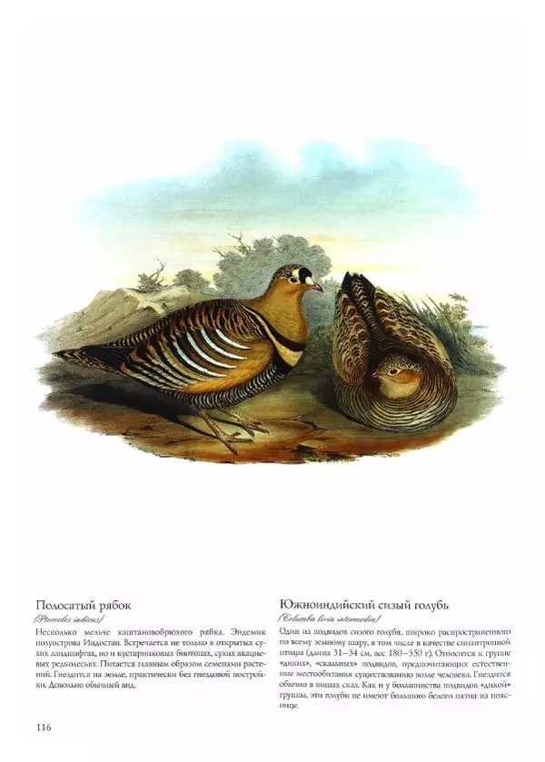Джон Гульд - Птицы Азии - Страница № 118