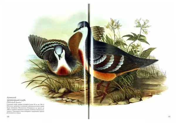 Джон Гульд - Птицы Азии - Страница № 123