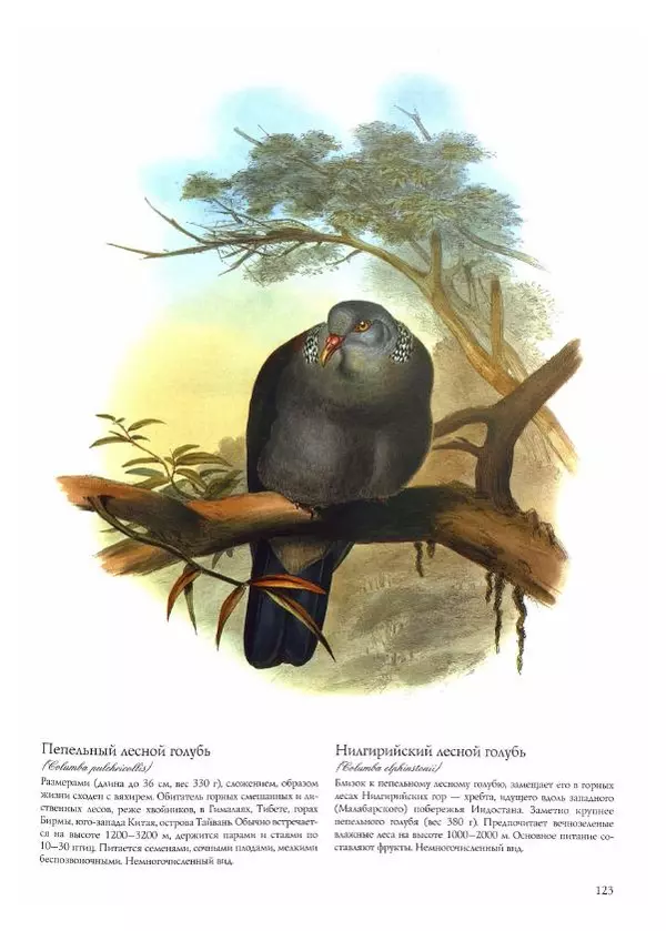 Джон Гульд - Птицы Азии - Страница № 125