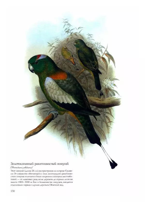 Джон Гульд - Птицы Азии - Страница № 132