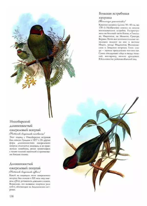 Джон Гульд - Птицы Азии - Страница № 140