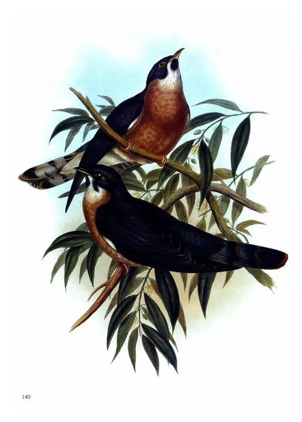 Джон Гульд - Птицы Азии - Страница № 142