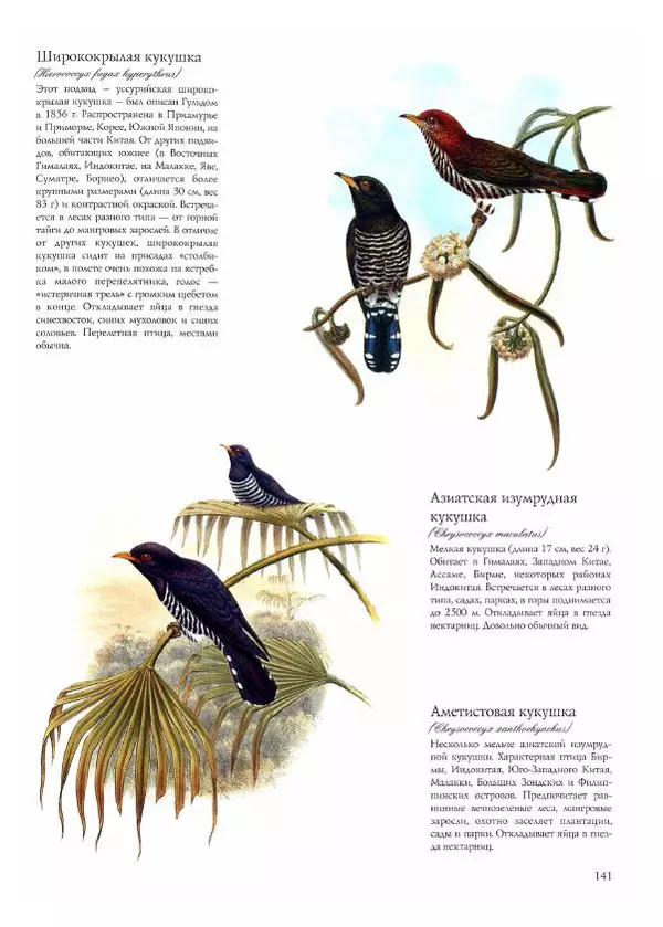 Джон Гульд - Птицы Азии - Страница № 143